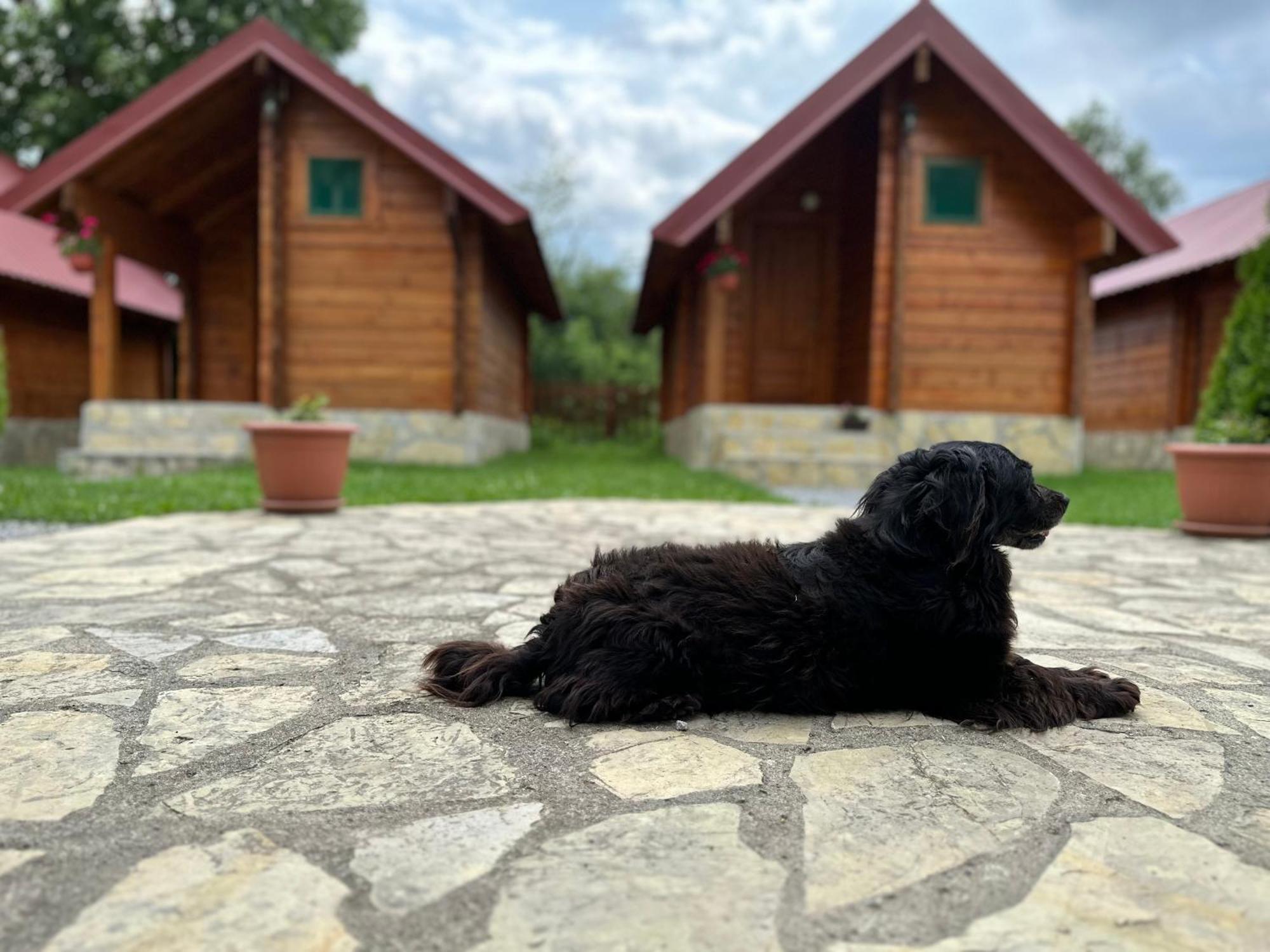 Tara Valley Eco Lounge Mojkovac Exteriér fotografie